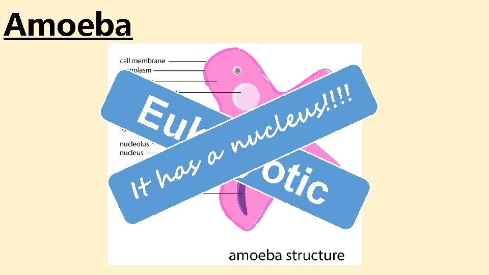 Amoeba Eu ka u n u e cl ryo a s a h It Amoeba Eu ka u n u e cl ryo a s a h It