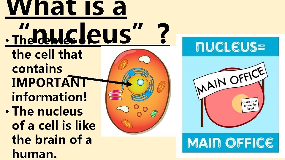 What is a • “nucleus”? The center of the cell that contains IMPORTANT information! What is a • “nucleus”? The center of the cell that contains IMPORTANT information!