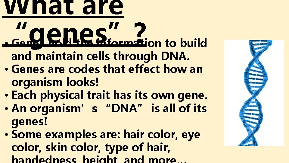 What are “genes”? • Genes hold the information to build and maintain cells through What are “genes”? • Genes hold the information to build and maintain cells through