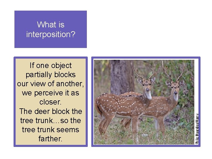 What is interposition? If one object partially blocks our view of another, we perceive