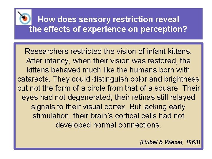 How does sensory restriction reveal the effects of experience on perception? Researchers restricted the