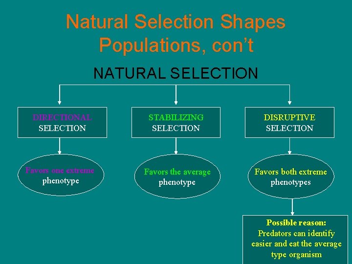 Natural Selection Shapes Populations, con’t NATURAL SELECTION DIRECTIONAL SELECTION STABILIZING SELECTION DISRUPTIVE SELECTION Favors Natural Selection Shapes Populations, con’t NATURAL SELECTION DIRECTIONAL SELECTION STABILIZING SELECTION DISRUPTIVE SELECTION Favors