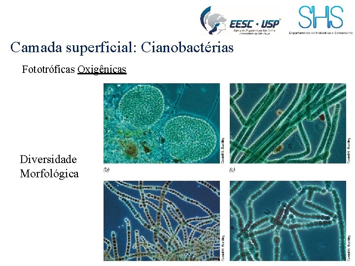 Camada superficial: Cianobactérias Fototróficas Oxigênicas Diversidade Morfológica 