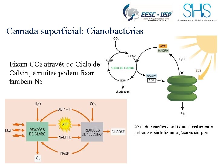 Camada superficial: Cianobactérias Fixam CO 2 através do Ciclo de Calvin, e muitas podem