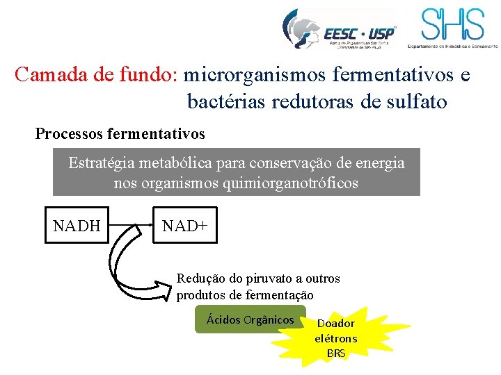 Camada de fundo: microrganismos fermentativos e bactérias redutoras de sulfato Processos fermentativos Estratégia metabólica