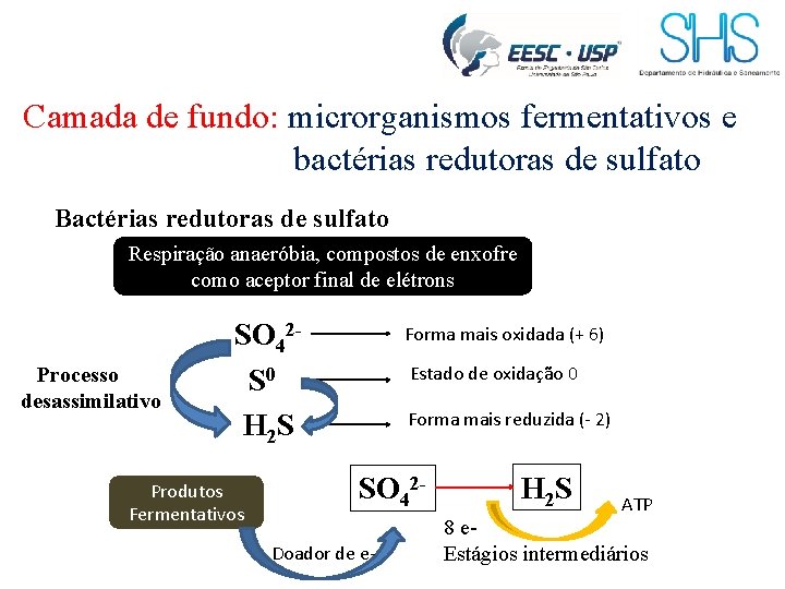 Camada de fundo: microrganismos fermentativos e bactérias redutoras de sulfato Bactérias redutoras de sulfato