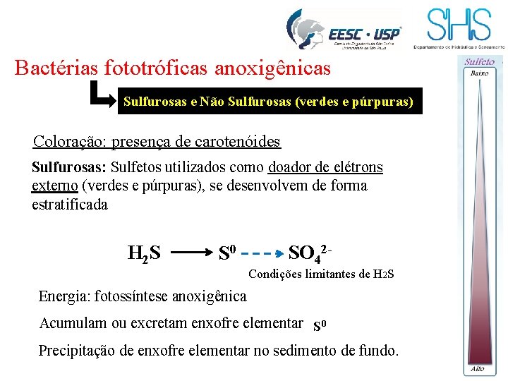 Bactérias fototróficas anoxigênicas Sulfurosas e Não Sulfurosas (verdes e púrpuras) Coloração: presença de carotenóides