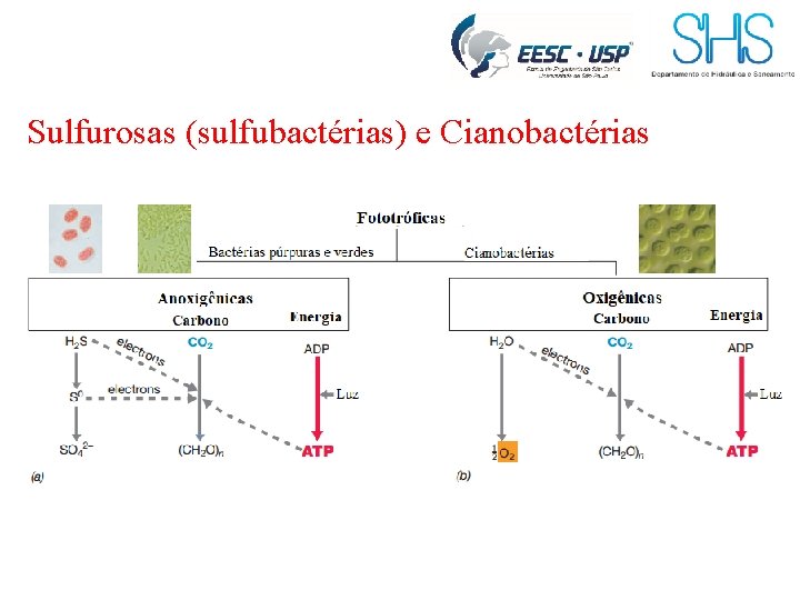 Sulfurosas (sulfubactérias) e Cianobactérias 