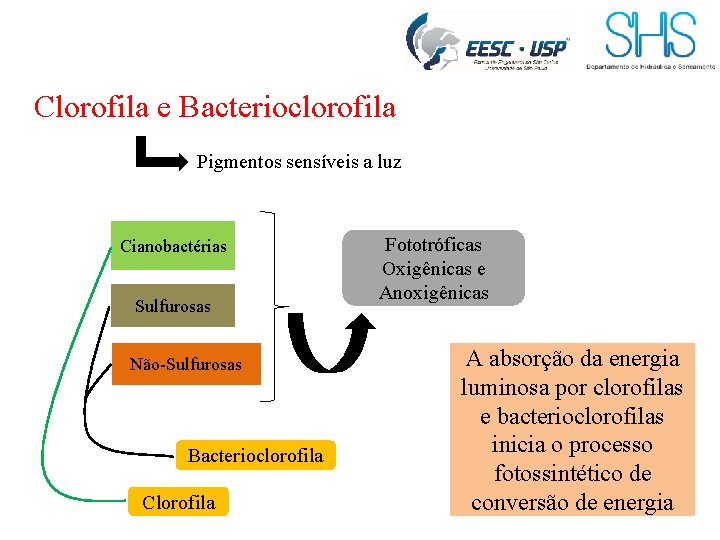 Clorofila e Bacterioclorofila Pigmentos sensíveis a luz Cianobactérias Sulfurosas Não-Sulfurosas Bacterioclorofila Clorofila Fototróficas Oxigênicas