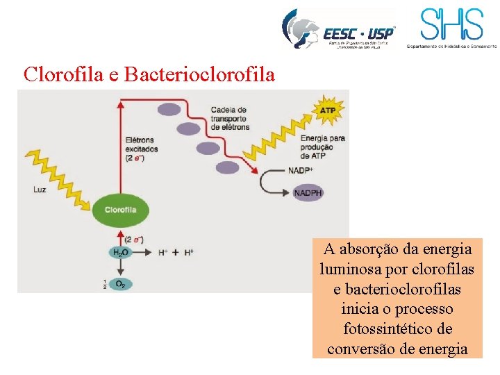 Clorofila e Bacterioclorofila A absorção da energia luminosa por clorofilas e bacterioclorofilas inicia o