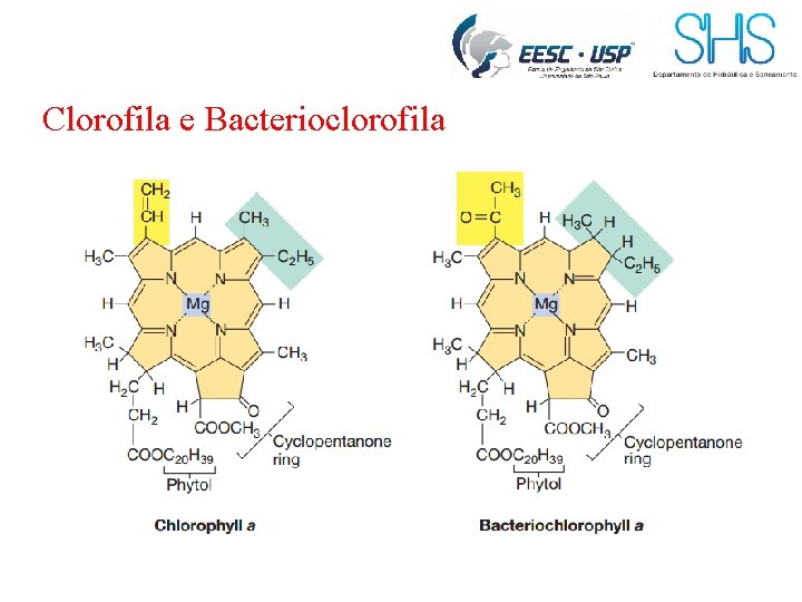 Clorofila e Bacterioclorofila 