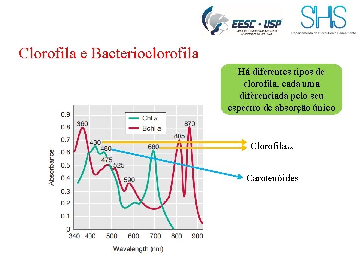 Clorofila e Bacterioclorofila Há diferentes tipos de clorofila, cada uma diferenciada pelo seu espectro