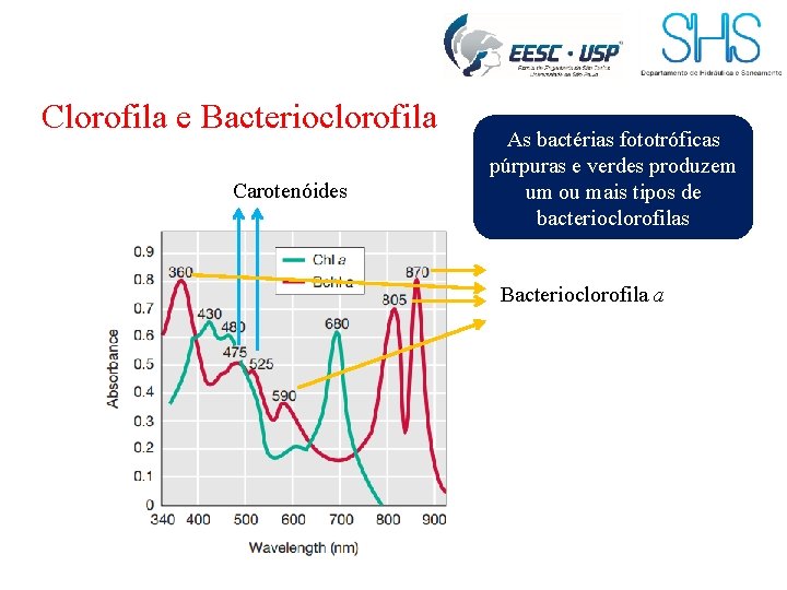 Clorofila e Bacterioclorofila Carotenóides As bactérias fototróficas púrpuras e verdes produzem um ou mais