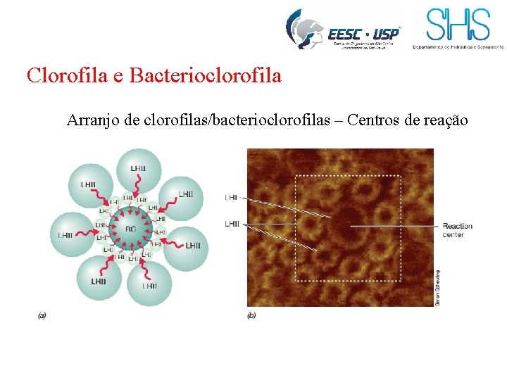 Clorofila e Bacterioclorofila Arranjo de clorofilas/bacterioclorofilas – Centros de reação 