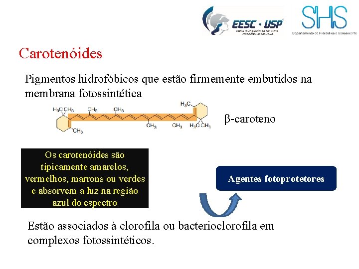 Carotenóides Pigmentos hidrofóbicos que estão firmemente embutidos na membrana fotossintética β-caroteno Os carotenóides são