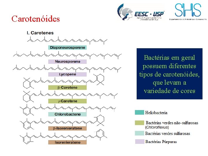 Carotenóides Bactérias em geral possuem diferentes tipos de carotenóides, que levam a variedade de