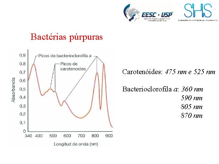 Bactérias púrpuras Carotenóides: 475 nm e 525 nm Bacterioclorofila a: 360 nm 590 nm