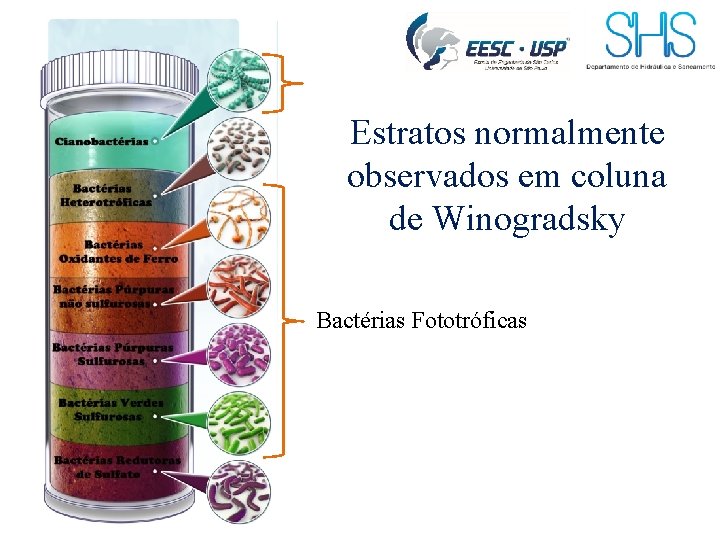 Estratos normalmente observados em coluna de Winogradsky Bactérias Fototróficas 