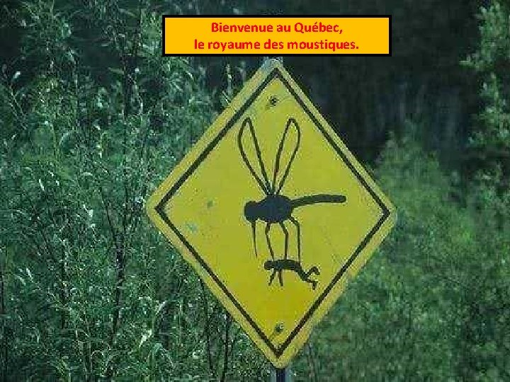 Bienvenue au Québec, le royaume des moustiques. 