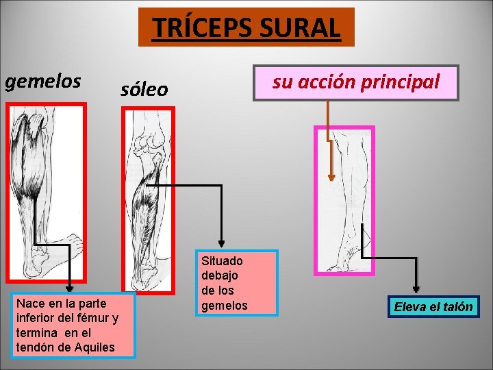 TRÍCEPS SURAL gemelos Nace en la parte inferior del fémur y termina en el