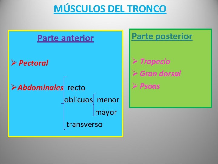 MÚSCULOS DEL TRONCO Parte anterior Ø Pectoral ØAbdominales recto oblicuos menor mayor transverso Parte