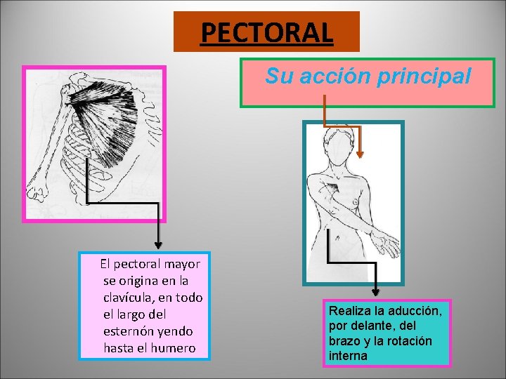 PECTORAL Su acción principal El pectoral mayor se origina en la clavícula, en todo