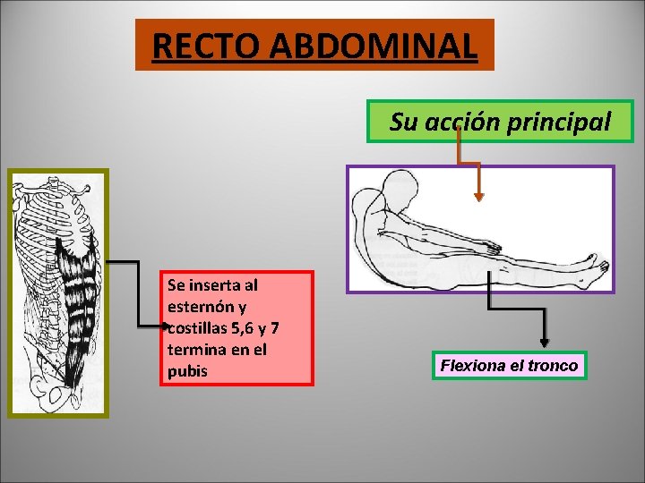 RECTO ABDOMINAL Su acción principal Se inserta al esternón y costillas 5, 6 y