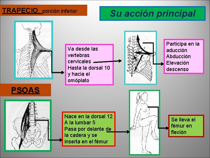 TRAPECIO, porción inferior Su acción principal Va desde las vertebras cervicales Hasta la dorsal