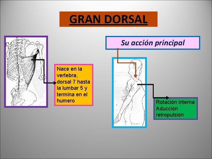 GRAN DORSAL Su acción principal Nace en la vertebra, dorsal 7 hasta la lumbar