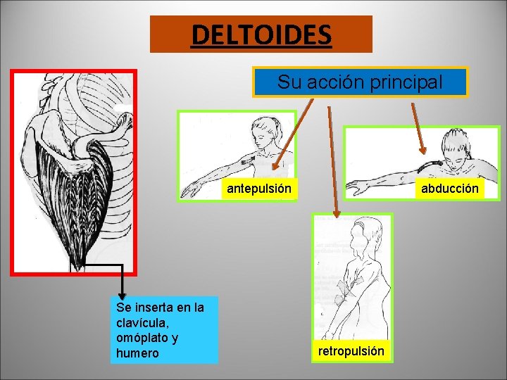 DELTOIDES Su acción principal antepulsión Se inserta en la clavícula, omóplato y humero abducción