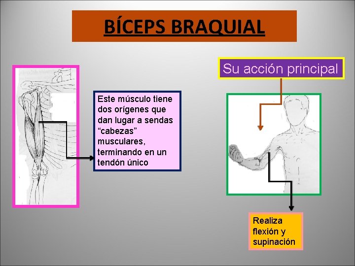 BÍCEPS BRAQUIAL Su acción principal Este músculo tiene dos orígenes que dan lugar a