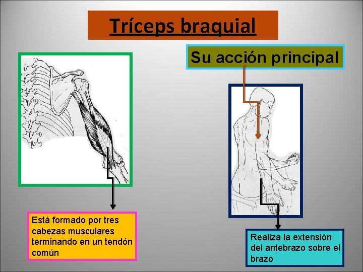 Tríceps braquial Su acción principal Está formado por tres cabezas musculares terminando en un