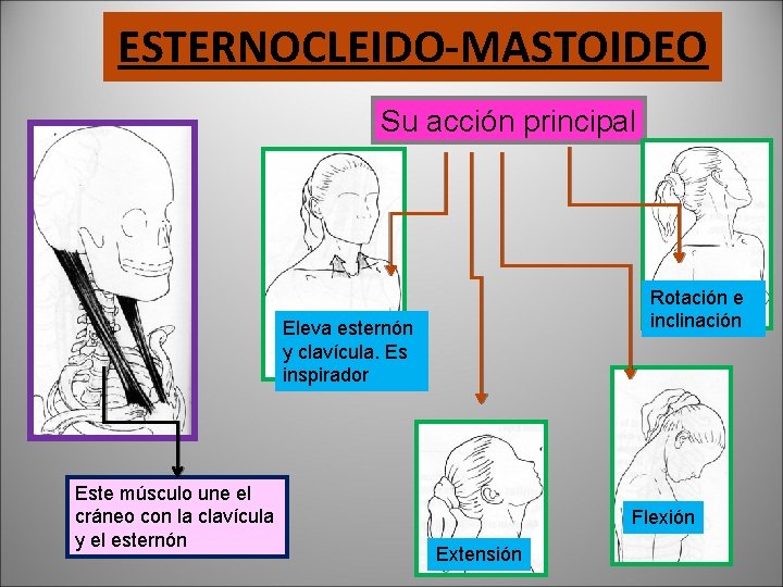 ESTERNOCLEIDO-MASTOIDEO Su acción principal Rotación e inclinación Eleva esternón y clavícula. Es inspirador Este