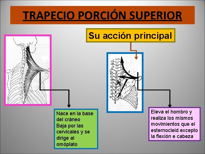 TRAPECIO PORCIÓN SUPERIOR Su acción principal Nace en la base del cráneo Baja por