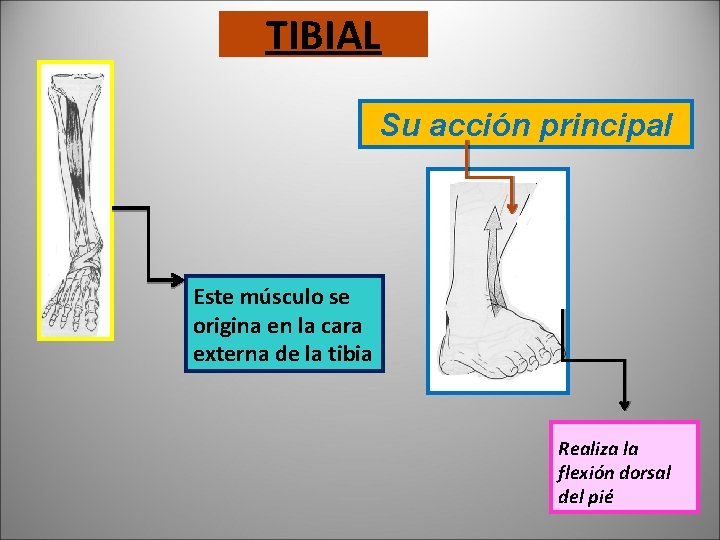 TIBIAL Su acción principal Este músculo se origina en la cara externa de la