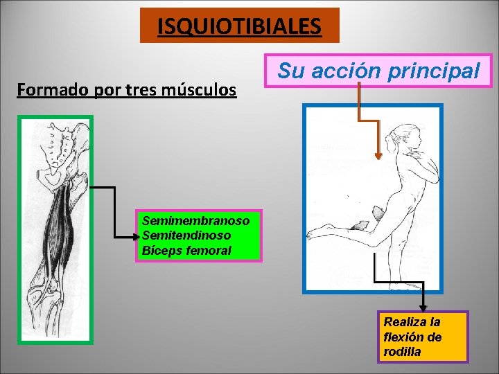 ISQUIOTIBIALES Formado por tres músculos Su acción principal Semimembranoso Semitendinoso Bíceps femoral Realiza la