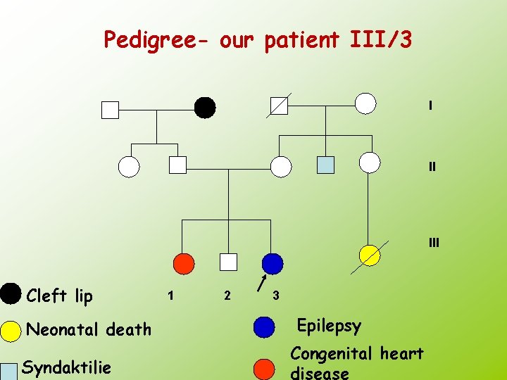 Pedigree- our patient III/3 I II III Cleft lip Neonatal death Syndaktilie 1 2