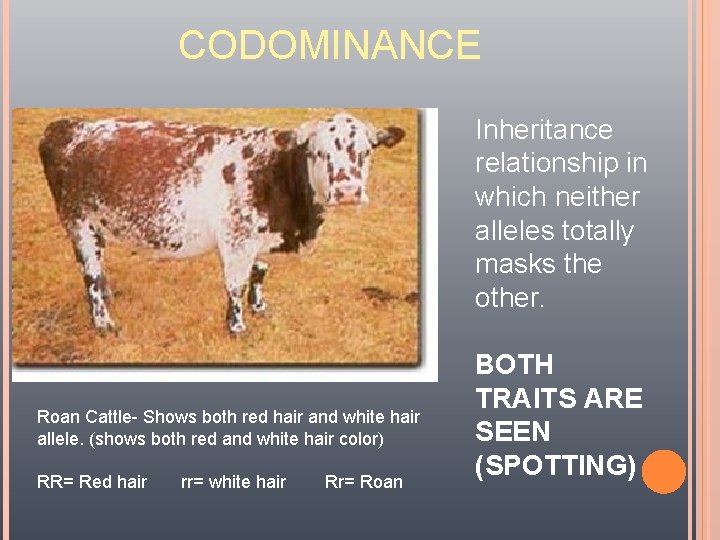 CODOMINANCE Inheritance relationship in which neither alleles totally masks the other. Roan Cattle- Shows