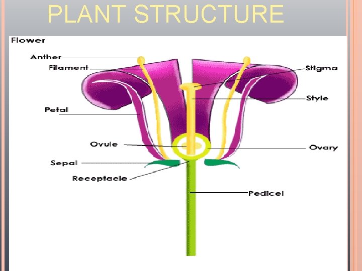 PLANT STRUCTURE 
