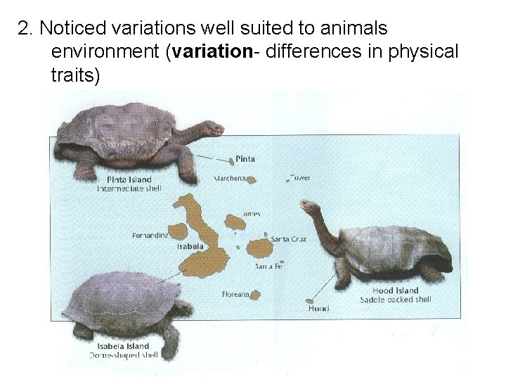 2. Noticed variations well suited to animals environment (variation- differences in physical traits) 