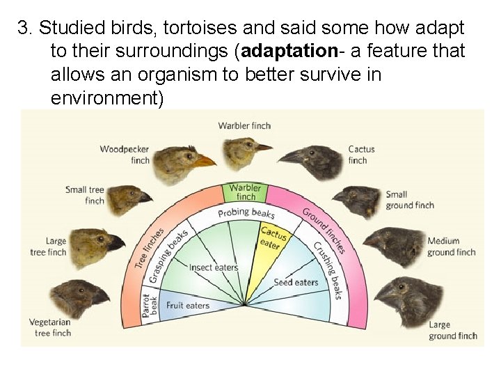 3. Studied birds, tortoises and said some how adapt to their surroundings (adaptation- a