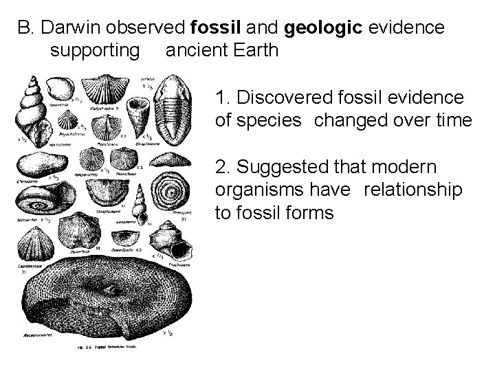 B. Darwin observed fossil and geologic evidence supporting ancient Earth 1. Discovered fossil evidence
