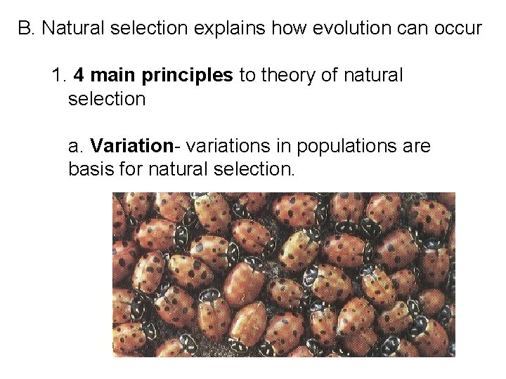 B. Natural selection explains how evolution can occur 1. 4 main principles to theory