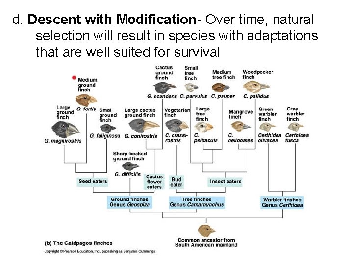 d. Descent with Modification- Over time, natural selection will result in species with adaptations