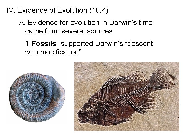 IV. Evidence of Evolution (10. 4) A. Evidence for evolution in Darwin’s time came