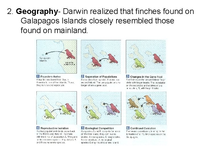 2. Geography- Darwin realized that finches found on Galapagos Islands closely resembled those found