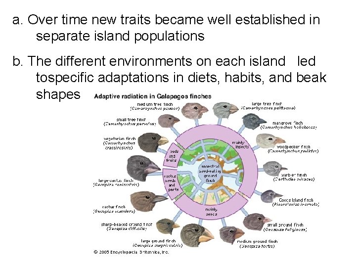 a. Over time new traits became well established in separate island populations b. The