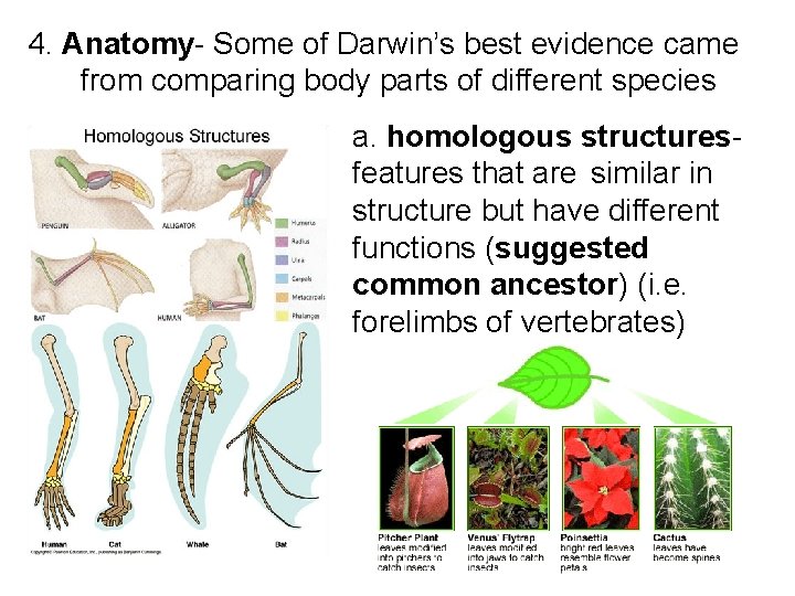 4. Anatomy- Some of Darwin’s best evidence came from comparing body parts of different