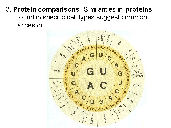 3. Protein comparisons- Similarities in proteins found in specific cell types suggest common ancestor