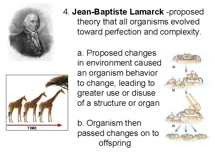 4. Jean-Baptiste Lamarck -proposed theory that all organisms evolved toward perfection and complexity. a.
